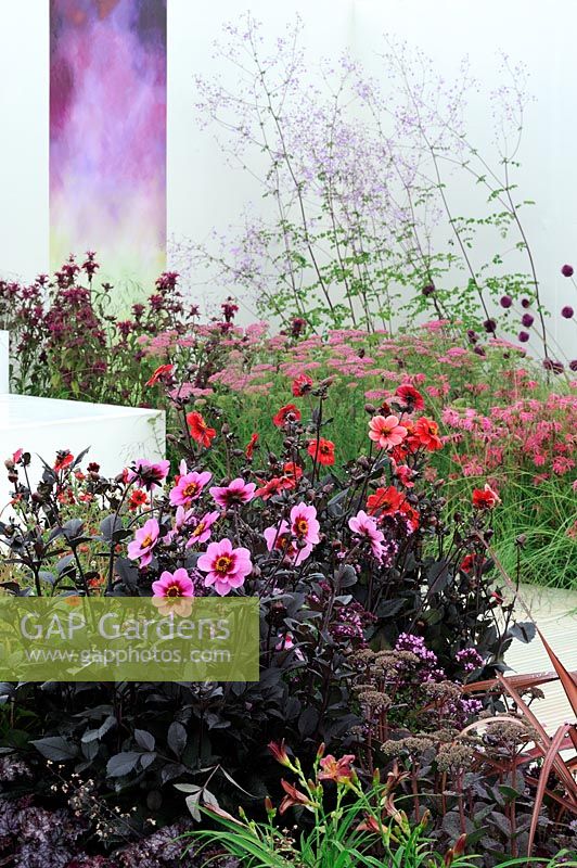 Dark foliaged Dahlia's in flower beds - Dahlia 'HS Wink' and 'Sarah' . RHS Tatton Park Flower Show 2010