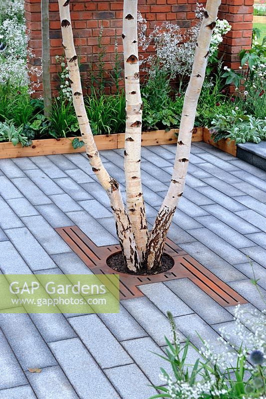 Specimen Betula in patio garden with decorative cast iron surround, designed by Hugo Bugg - Young Designer of the Year at RHS Tatton park Flower Show 2010