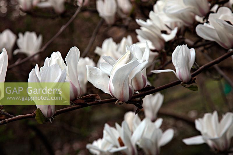 Magnolia 'Pegasus' at Marwood Hill Gardens - this plant was formerly named Magnolia cylindrica but Roy Lancaster having seen the species in the wild decided this was substantially different from the species