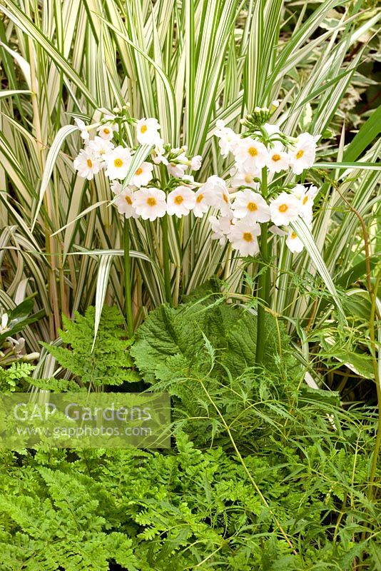 Primula japonica 'Postford White' and Aruncus dioicus 'Kneiffii'