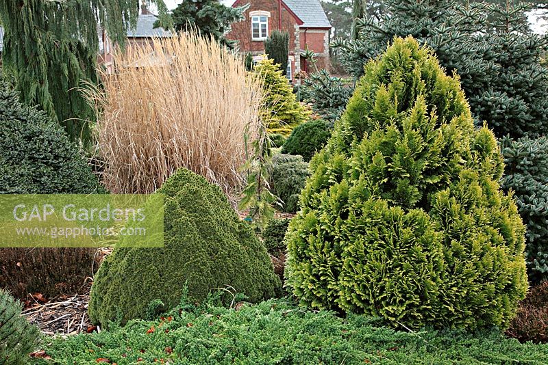 Picea glauca 'Lilliput' and Chamaecyparis lawsoniana 'Aurea Densa' AGM with the grass Miscanthus sinensis and the blue Abies pinsapo 'Horstmann' during winter at Foxhollow Garden near Poole, Dorset