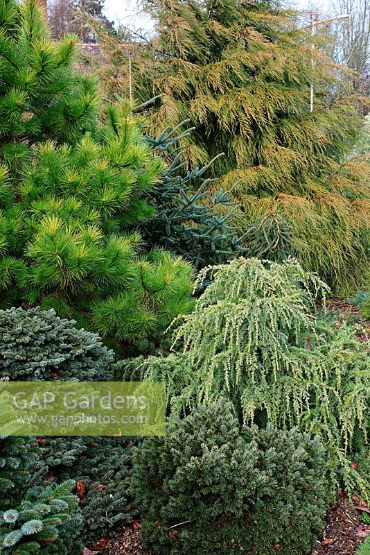 The golden Pinus radiata 'Aurea' group, the blue Picea sitchensis 'Papoose', syn. P sitchensis 'Tenas', the weeping Cedrus deodara 'Lime Glow' and Cupressus macrocarpa 'Saligna Aurea' - rear right and  Abies pinsapo 'Soltau' - blue centre back. Foxhollow Garden near Poole, Dorset