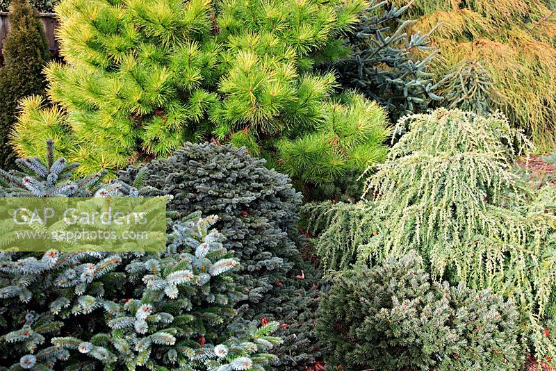 The golden Pinus radiata Aurea group, the blue Picea sitchensis 'Papoose',  syn. P sitchensis 'Tenas', the weeping Cedrus deodara 'Lime Glow' and Cupressus macrocarpa 'Saligna Aurea' - rear right and  Abies pinsapo 'Soltau' - blue centre back. Foxhollow Garden near Poole, Dorset