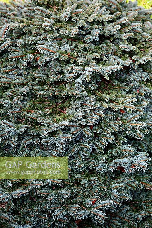 Picea sitchensis ,Papoose', syn P sitchensis 'Tenas' at Foxhollow Garden near Poole, Dorset