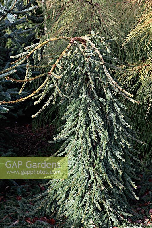 Picea abies 'Frohburg' at Foxhollow Garden near Poole, Dorset