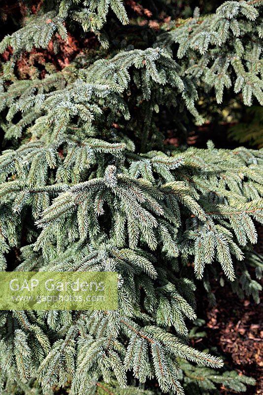Picea mariana 'Aureovariegata' in winter at Foxhollow Garden near Poole, Dorset