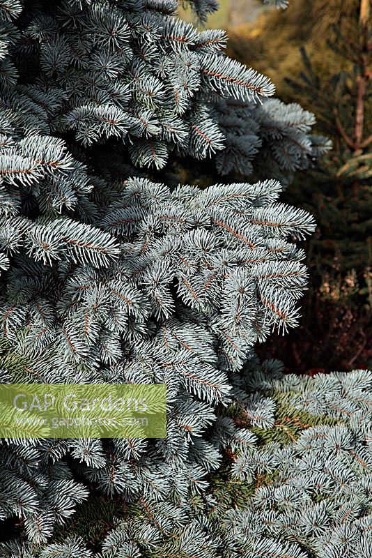 Picea pungens 'Prostrate Blue Mist' at Foxhollow Garden near Poole, Dorset