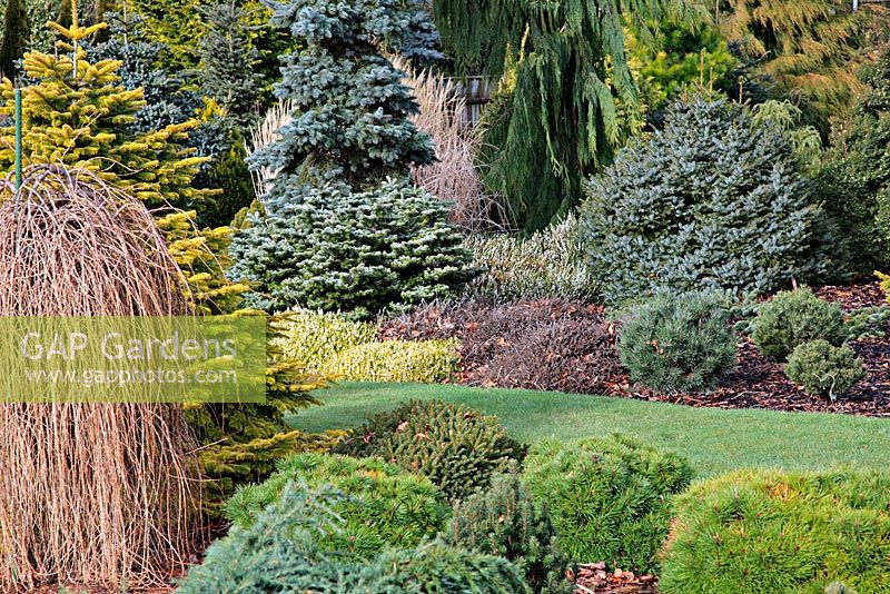 On left - Abies nordmanniana 'Golden Spreader' AGM with the weeping Larch - Larix decidua 'Puli' . In front are selected seedlings of Pinus pinaster which grew from seed collected from cones found on a Witches Broom growing in Southern Spain and one plant of Picea abies 'Oldenburg'. Behind the white Erica carnea f. alba 'Golden Starlet' AGM - Heather, is Abies veitchii 'Hedergott' and behind that Picea pungens 'Rovelli's Monument'. Back right the round blue Picea omorika 'Nana' and the tall weeping dark green Xanthocyparis nookatensis 'Green Arrow' syn. Chamaecyparis nookatensis 'Green Arrow'. Foxhollow Garden near Poole, Dorset