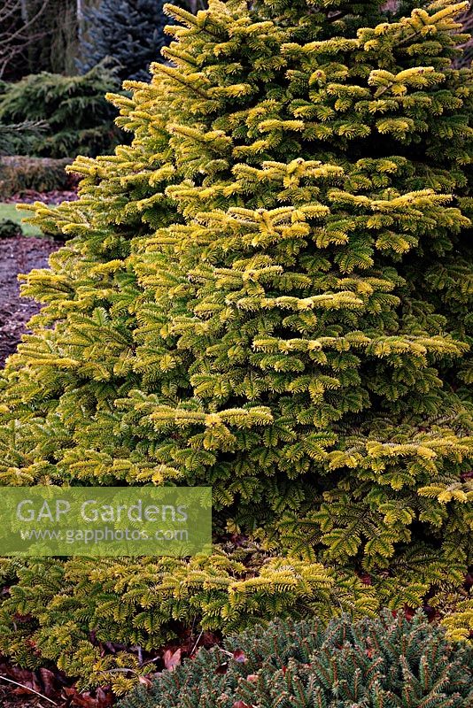 Abies nordmanniana 'Golden Spreader' AGM showing winter colour at Foxhollow Garden near Poole, Dorset