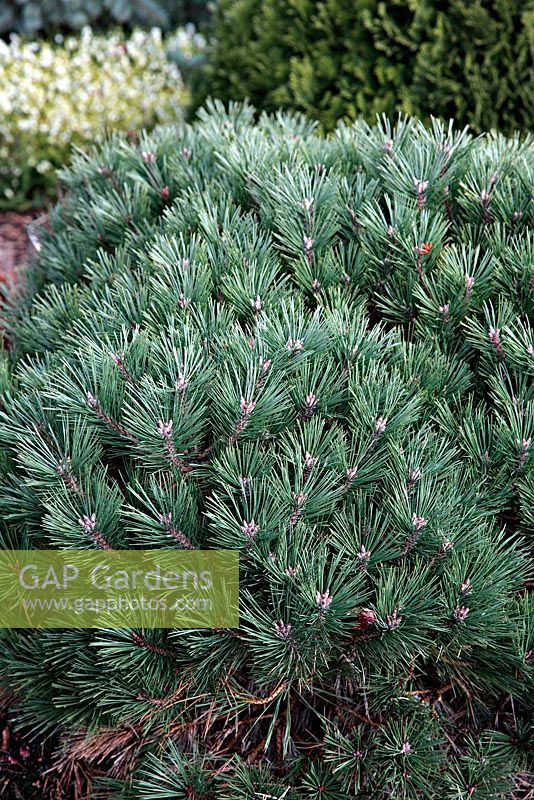 Pinus nigra 'Brepo' at Foxhollow Garden near Poole, Dorset