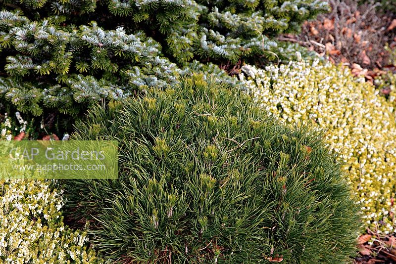 Pinus mugo 'Varella' with Erica carnea f. alba 'Golden Starlet' AGM at Foxhollow Garden near Poole, Dorset
