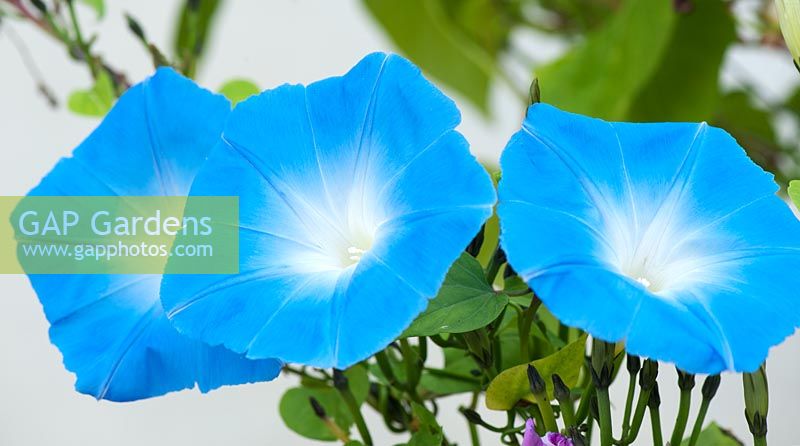 Ipomoea tricolor 'Heavenly Blue' climbing up wires against a white wall at RHS Harlow Carr