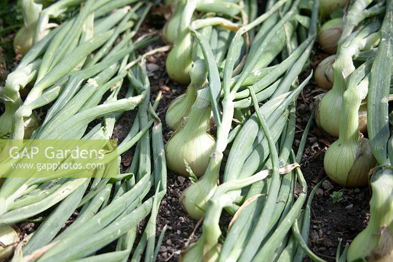 Allium 'Centurion F1' - Onions 