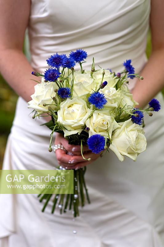 Bride holding a bouquet of white Roses and blue perennial Cornflower