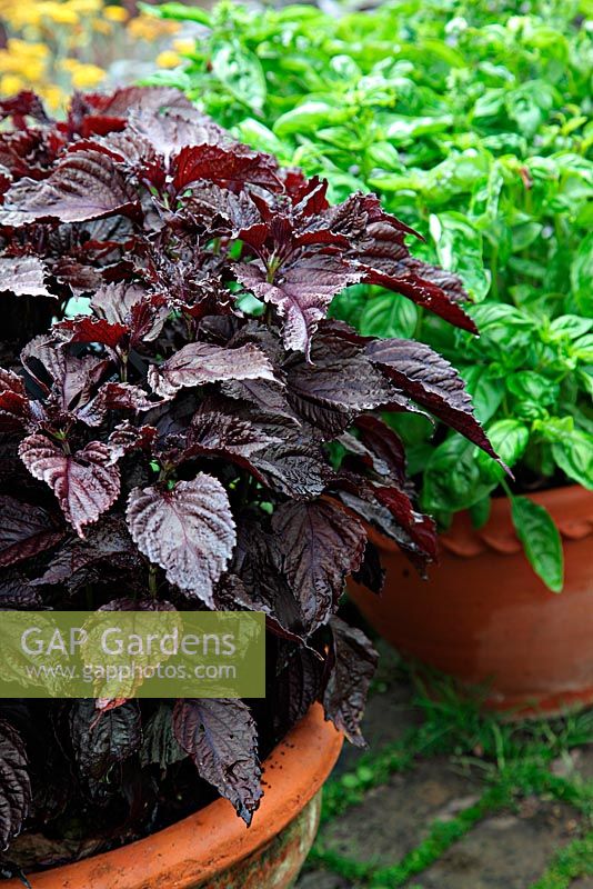 Perilla frutescens and Basil 'Genovese Sweet' growing in clay pots