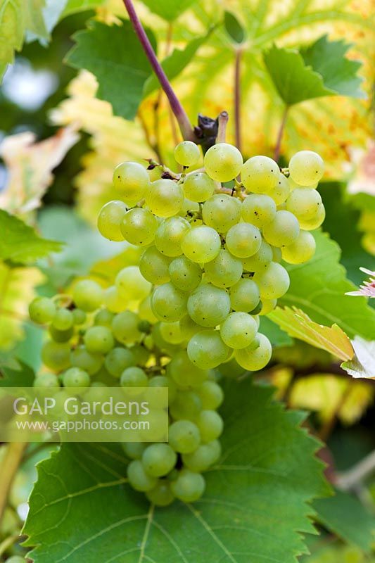 Vitis vinifera 'Phoenix' - Grapes growing on the vine