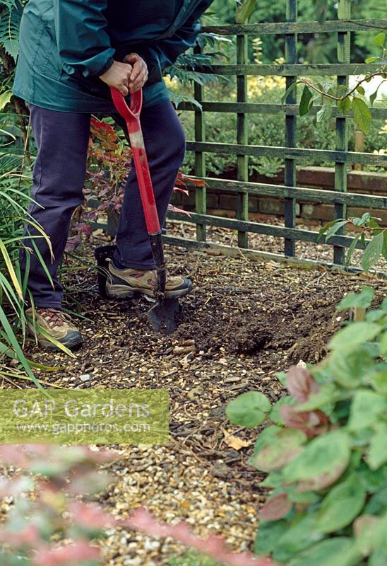 Planting Mahonia - Make the planting hole at least twice the size of the pot or roots and dispose of any subsoil