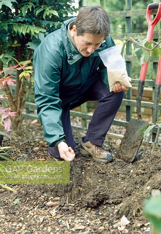 Planting Maonia - Loosen the soil in the base and sides of the planting hole with a digging fork to allow roots to penetrate and water to drain. Spread a layer of old farmyard manure in the base and add bonemeal fertilizer