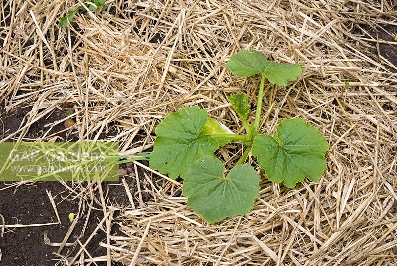 Young Marrow 'Long Green Bush' plant with protective straw mulch