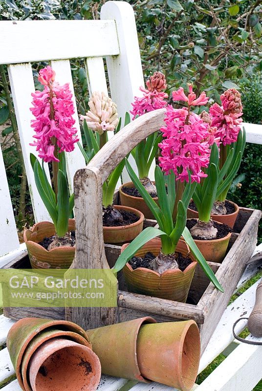 Pots of Hyacinthus 'Jan Bos' in wooden trug on white bench