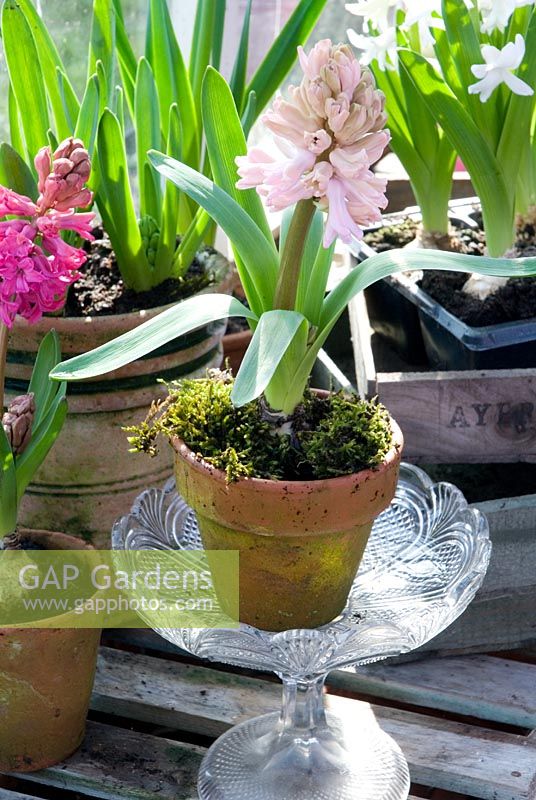 Hyacinth 'Pink Surprise' in pot greenhouse display