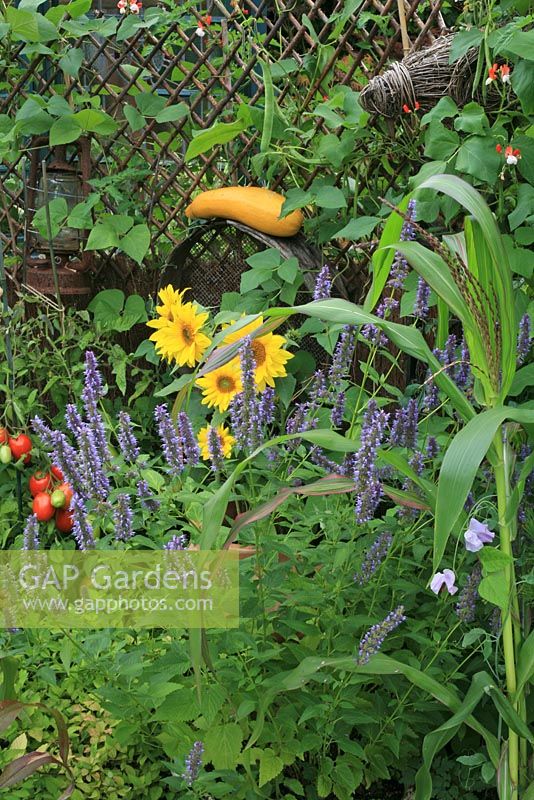 Anise hyssop, sunflowers, sweet corn, tomatoes and runner beans 'Painted Lady' in a blend of flowers and edibles