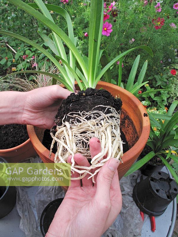 Teasing out the congested roots of a pot grown Agapanthus plant before moving it to a larger terracotta display pot                                
