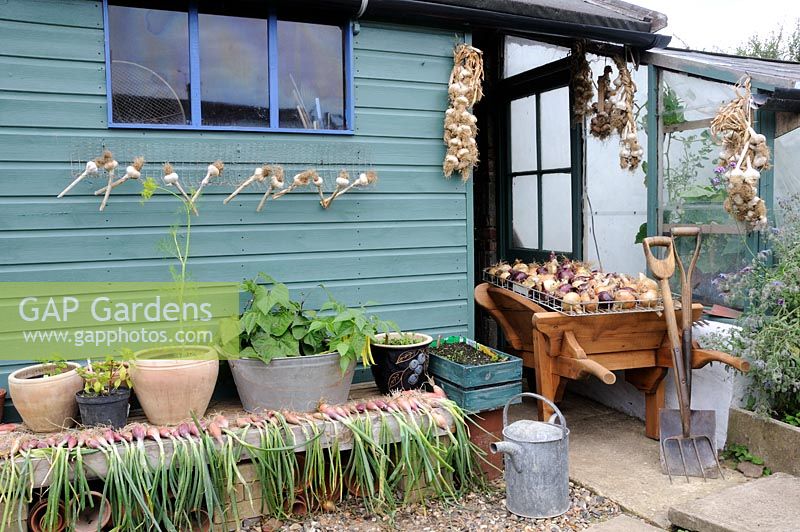 View of potting shed and greenhouse in late summer with drying crops of onions, garlic, shallots and late sowings of container vegetables