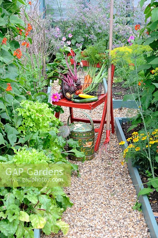 Summer vegetable harvest, view of small potager garden with wire trug on wooden chair containing potatoes, beetroot, carrots, courgettes, French beans, tomatoes and onions