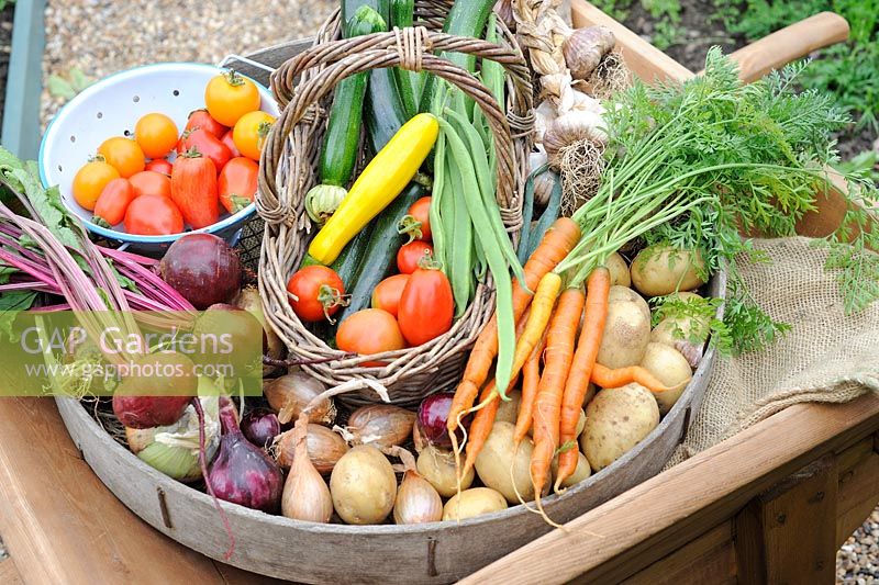 Harvest of summer vegetables in antique sieve and traditional wooden wheelbarrow