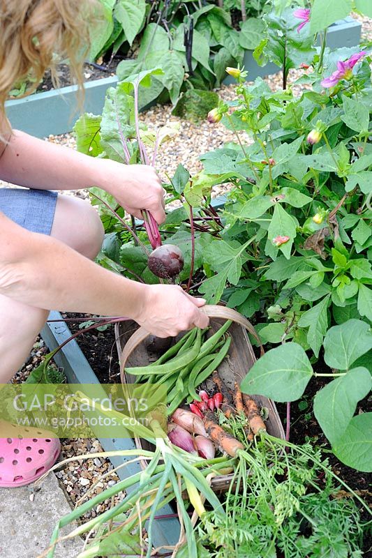 Female gardener harvesting beetroot with a small trug of carrots, radishes, shallots and runner beans