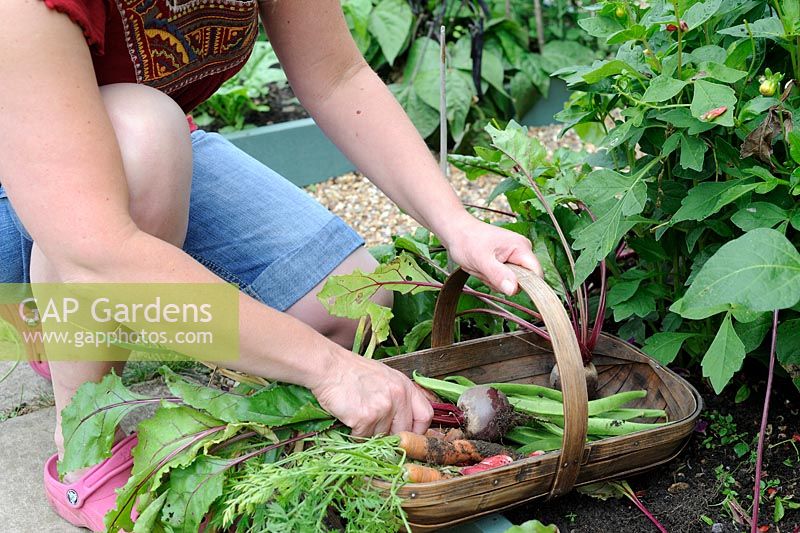 Female gardener placing beetroot in a small trug with carrots, radishes, shallots and runner beans