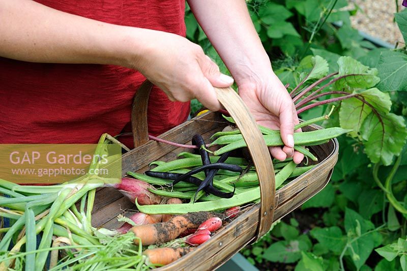 Female gardener placing runner beans in a small trug with carrots, radishes, shallots and beetroot