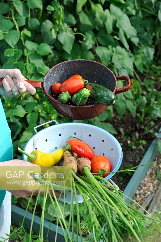 Female gardener holding colanders of home grown vegetables - courgettes, tomatoes, carrots and chillies