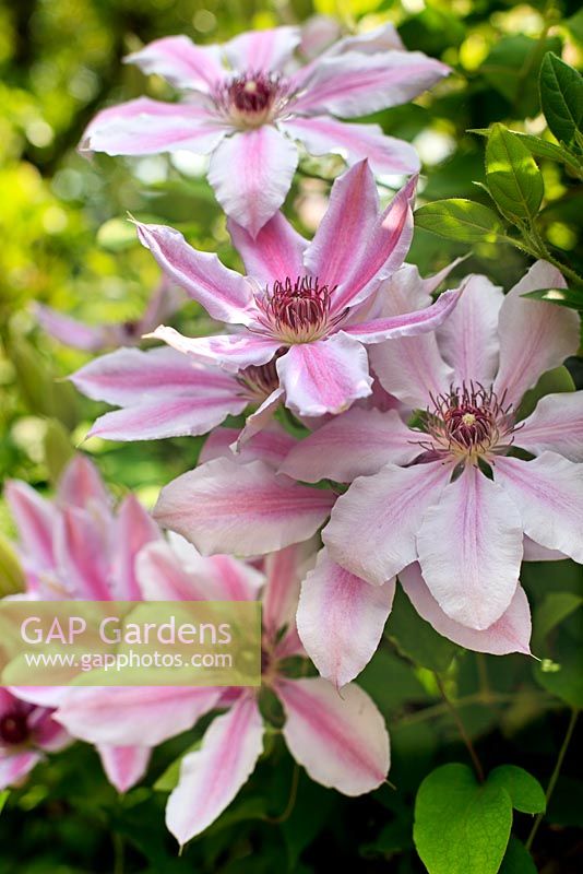 Clematis 'Nelly Moser', June