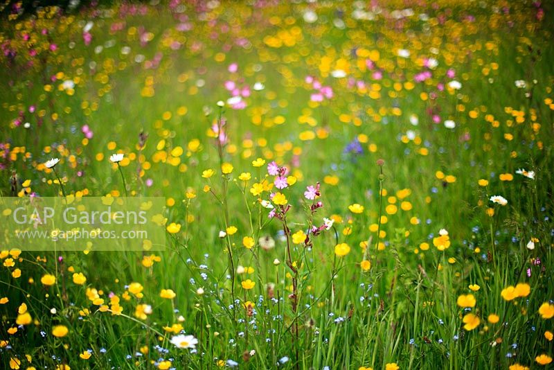 Ranunculaceae acris and Silene dioica - Wildflower meadow of buttercups and red campions