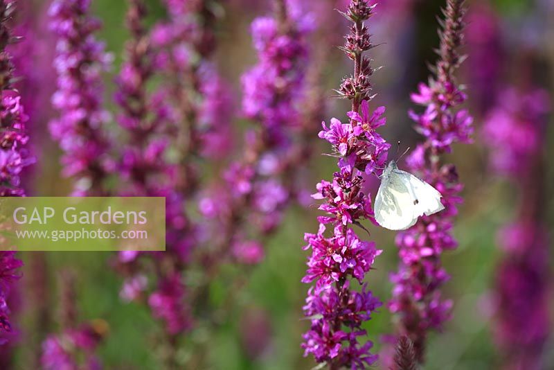 Lythrum salicaria 'Lady Sackville' and Pieris brassicae - Large White Butterfly