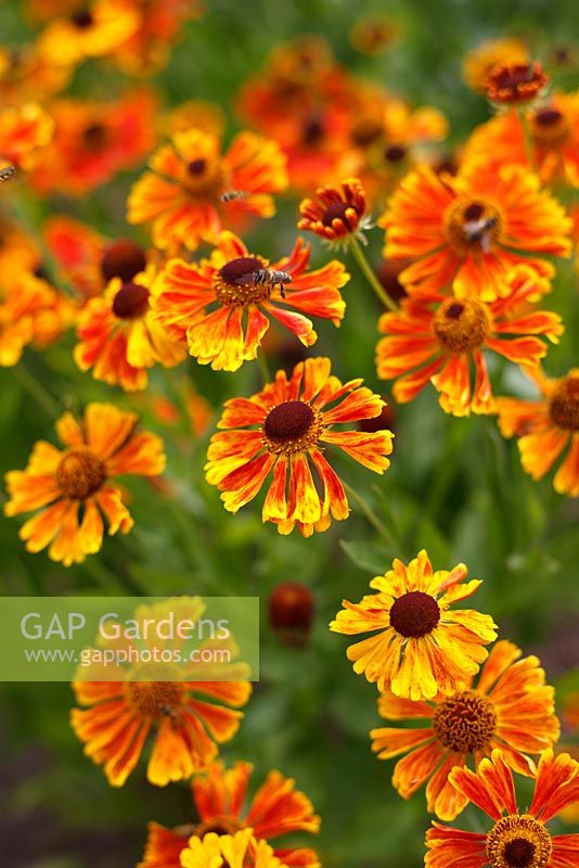 Helenium 'Waldtraut' with a bee