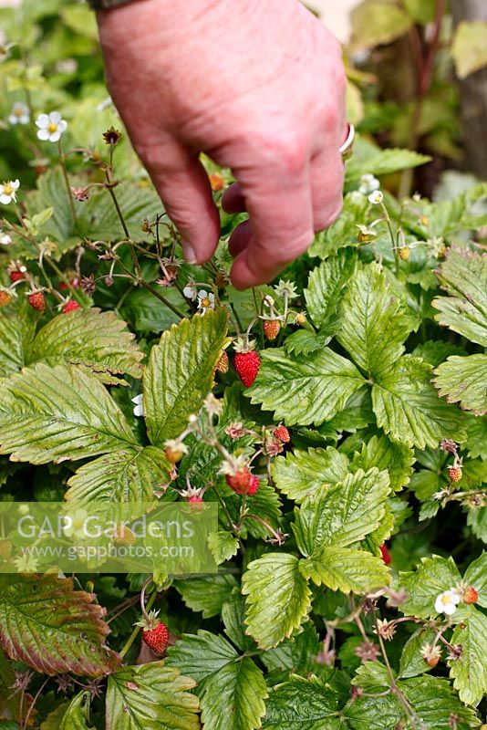 Fragaria Vesca - Woodland Strawberry