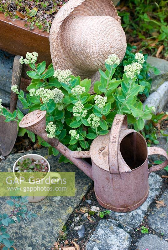 Sedum with pink watering can and hat
