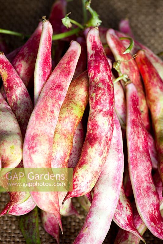 Phaseolus vulgaris - 'Borlotti' Beans, harvested in autumn