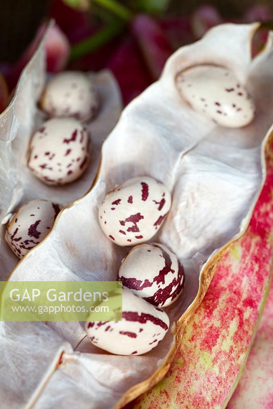 Phaseolus vulgaris - 'Borlotti' Beans, harvested in autumn
