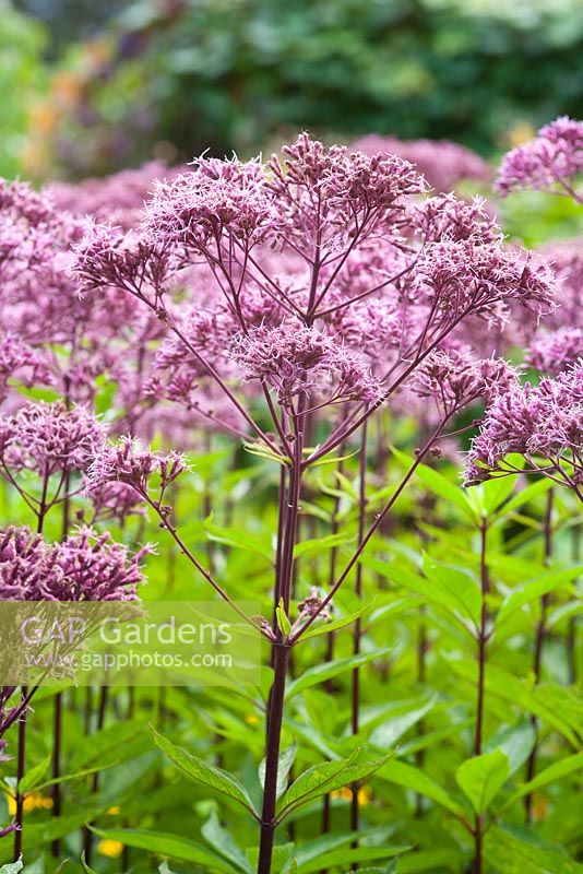 Eupatorium purpureum - Purple Joe Pye Weed