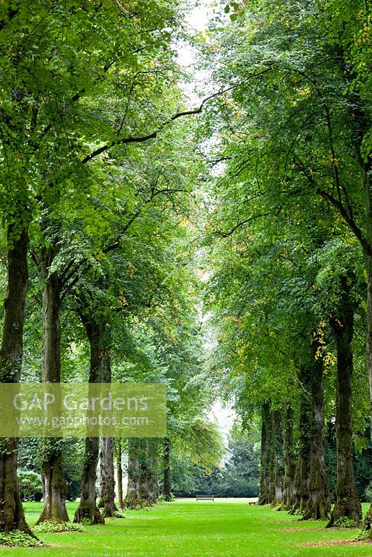 Tree avenue at Westonbirt Arboretum, Gloucestershire