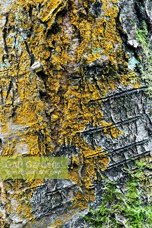Betula pendula - Trentepohlia Algae and lichen on a Silver birch tree trunk