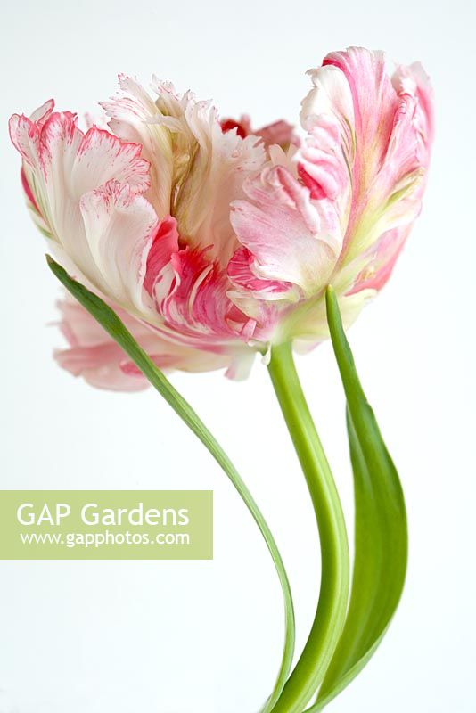 Pink and white Parrot Tulip