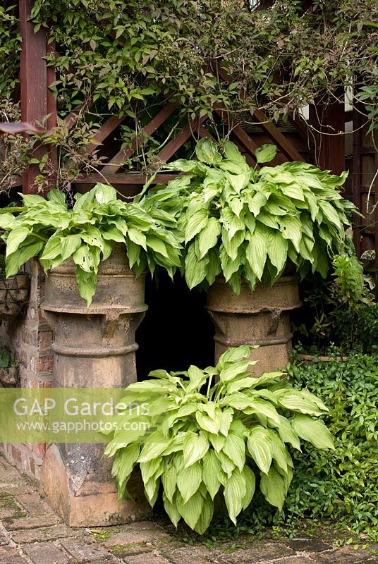 Hosta fortunei in various pots including reclaimed chimney pots on brick patio. Clematis montana 'Rubra' on trellis and Vinca minor as ground cover.  Saxon Road, Lancashire. The garden is open for The National Garden Scheme