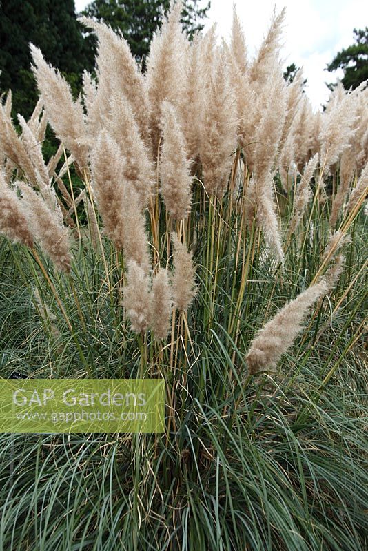 Cortaderia selloana - Patagonia Pampas Grass