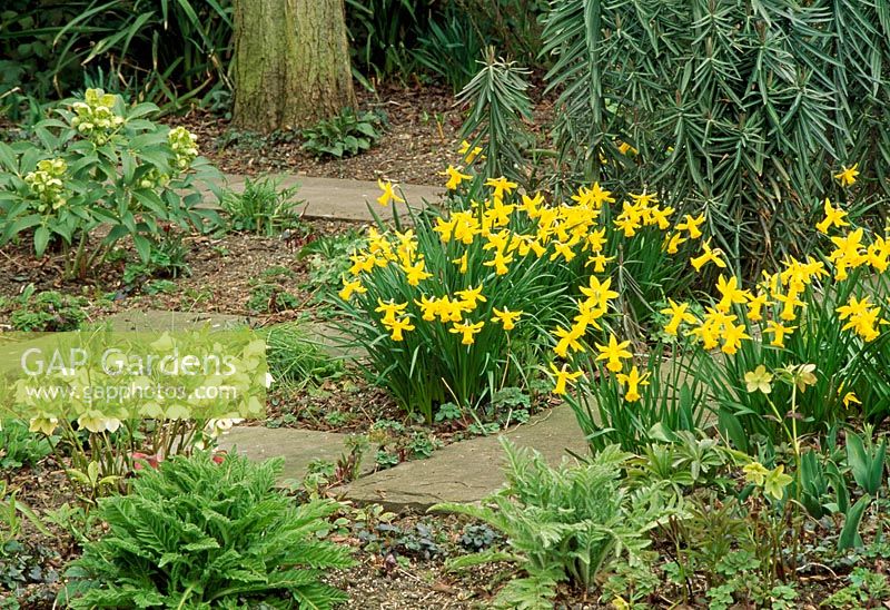 Narcissus 'February Gold' in Spring border