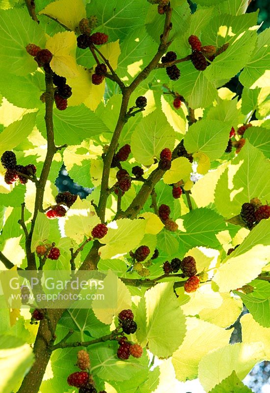 Morus nigra - Black mulberry 